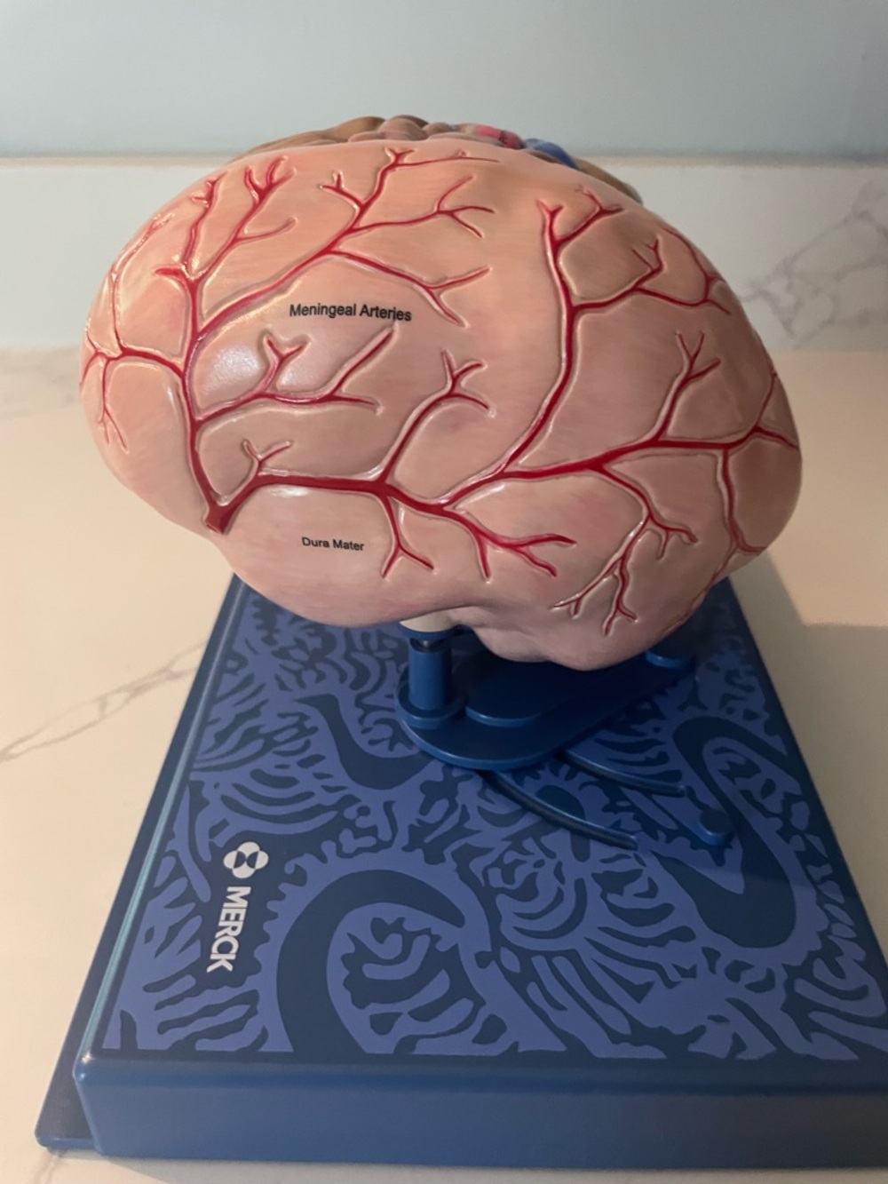 Merck Maxalt Brain Model - Picture 6 of 7